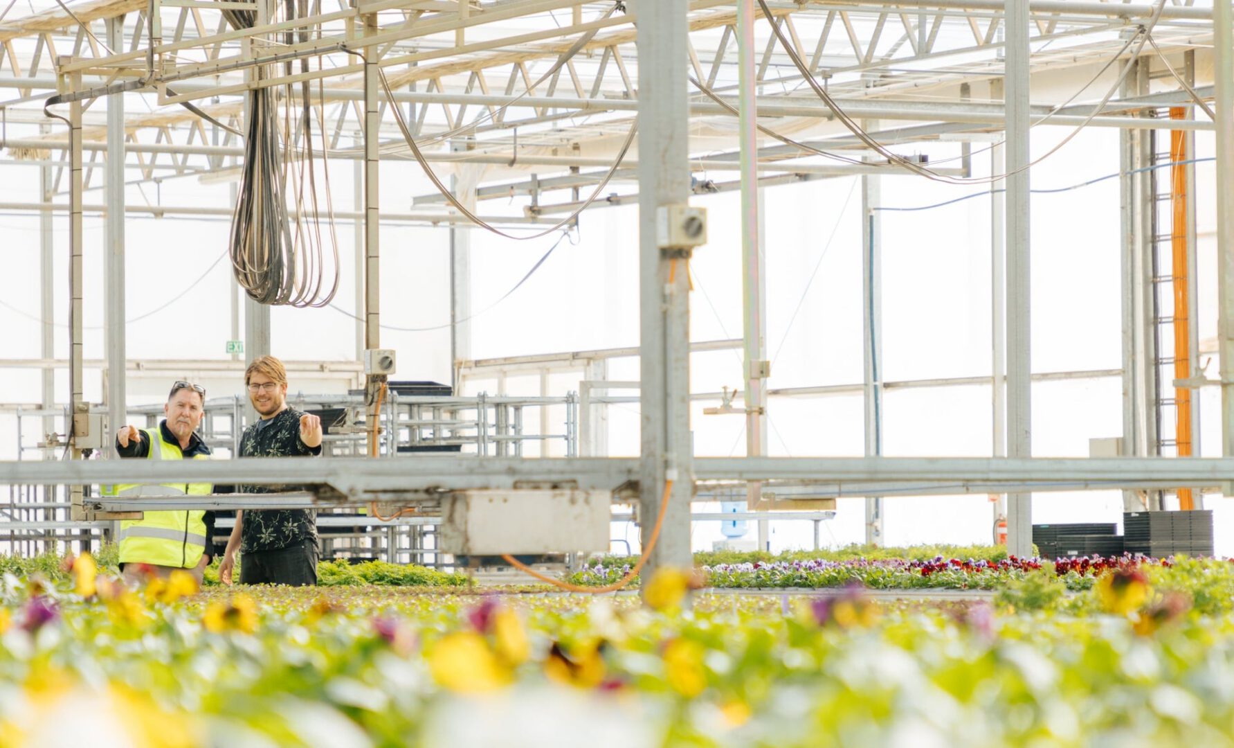 An engineer and employee looking at plants in a greenhouse